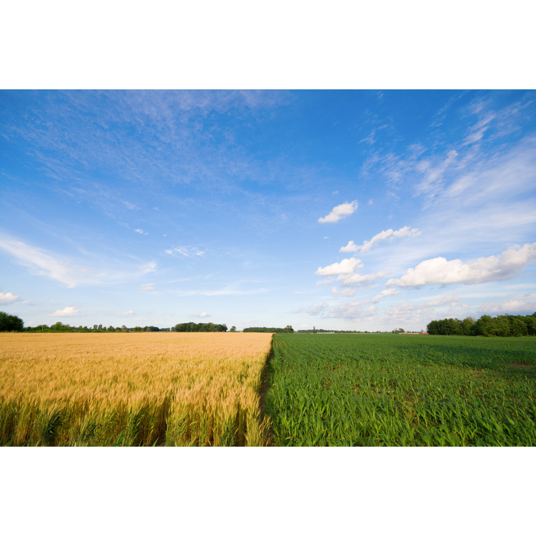 Weizen und Mais - Kunstdrucke auf Leinwand - Wrapped Canvas