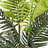 Palm Tree in Pot-970598321
