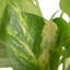 Devil's Ivy Pothos in Nursery Pot