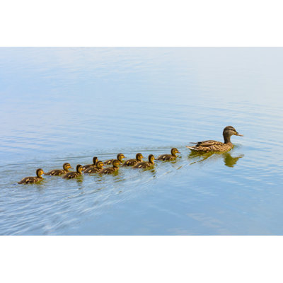 Anjolie Ducklings suivants leur mère par Olaf Holland - photographie sur toile tendue