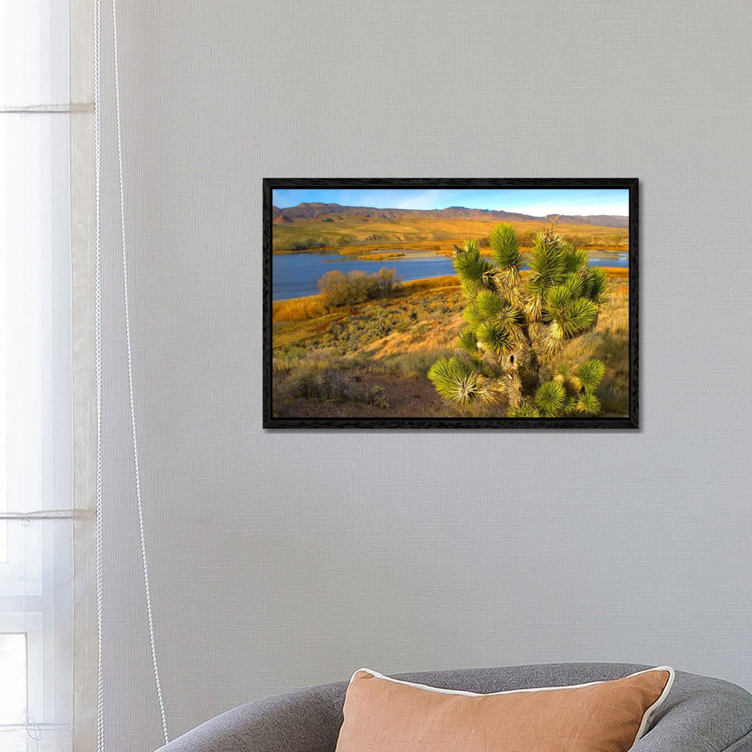 Joshua Tree And Wetlands Along The Pacific Flyway, Pahranagat National Wildlife Refuge, Nevada von Tim Fitzharris - Gall...