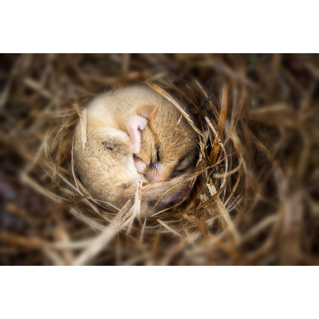 Winterschlafende Haselmaus