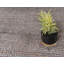 Tapis fumé en jute tressé à la main Akosua-40280298