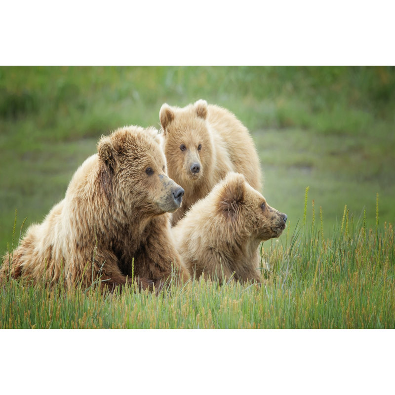 Bear Life IX by PHBurchett - Wrapped Canvas Print, 81cm H x 122cm W