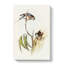 Boukes Grass-Parakeets by Elizabeth Gould - Wrapped Canvas-55361768
