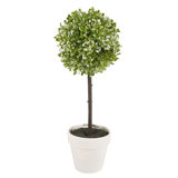 Olive Tree Tree in Pot