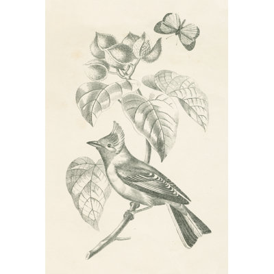 Photographie d'un oiseau français par Wild Apple
