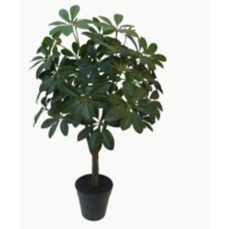Parasol 23 po Schefflera Arboricola