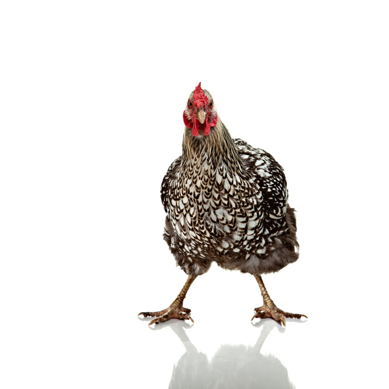 Poulet divisé par Debbismirnoff, H 18 po x l 12 po