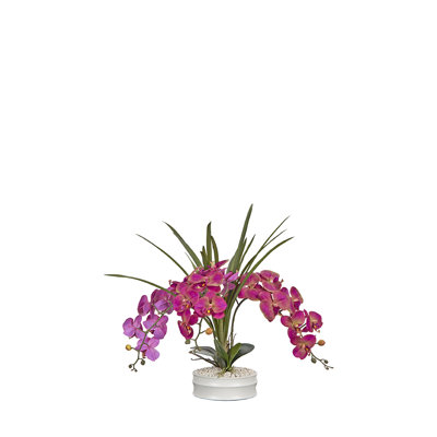 Phael Orchids in Matte White Bowl