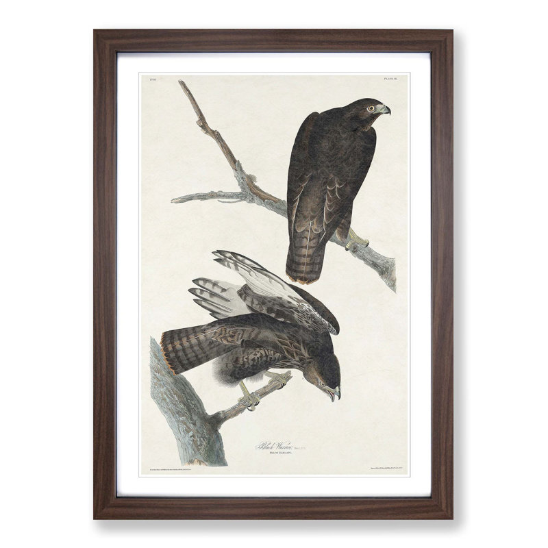 Two Hawks by John James Audubon - Framed Print, 36cm H x 27cm W x 2cm D, Walnut Framed