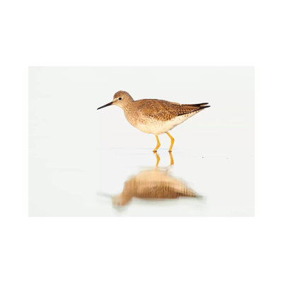 Lesser Yellowlegs, Argentina by Agustin Esmoris - Wrapped Canvas Painting