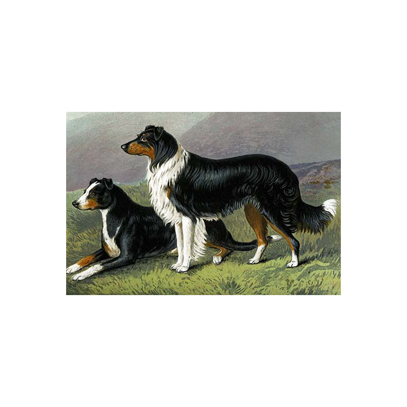 « mouton dogs » par vero shaw, impression, 24 po x 36 po
