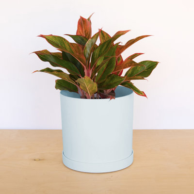 Modern Plastic Indoor/Outdoor Round Planter with Saucer