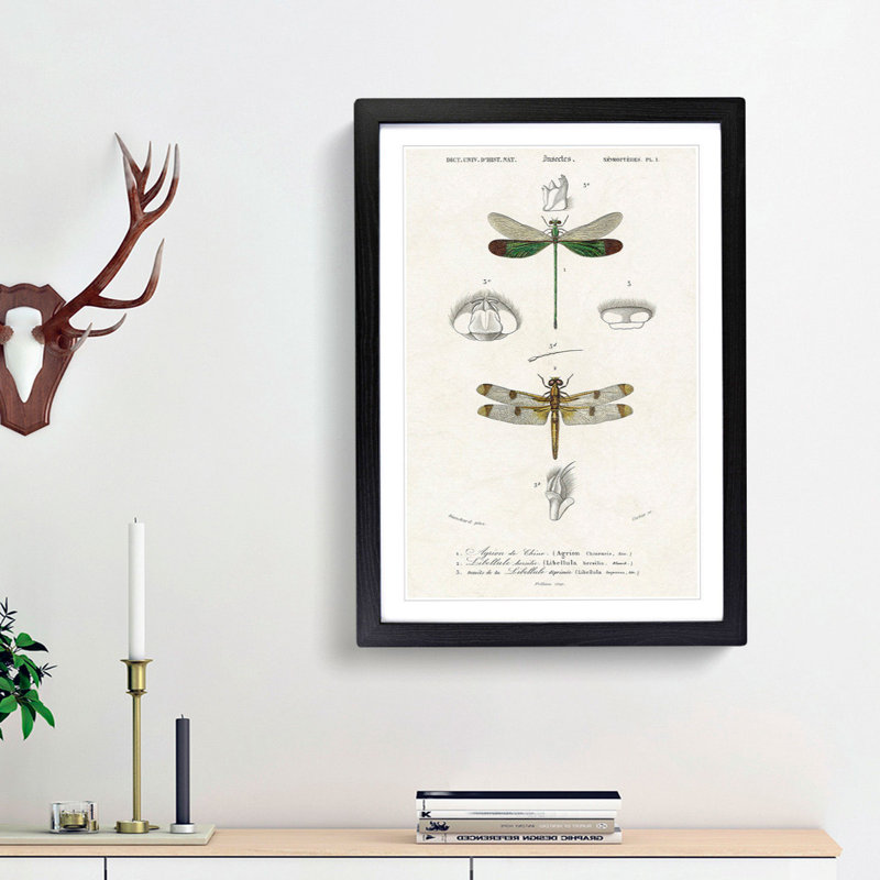 Dragonfly Illustrations PL. L by Charles d' Orbigny - Picture Frame Painting Print, 65cm H x 48cm W x 2cm D, Black Framed
