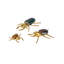 Brass Beetle Colony