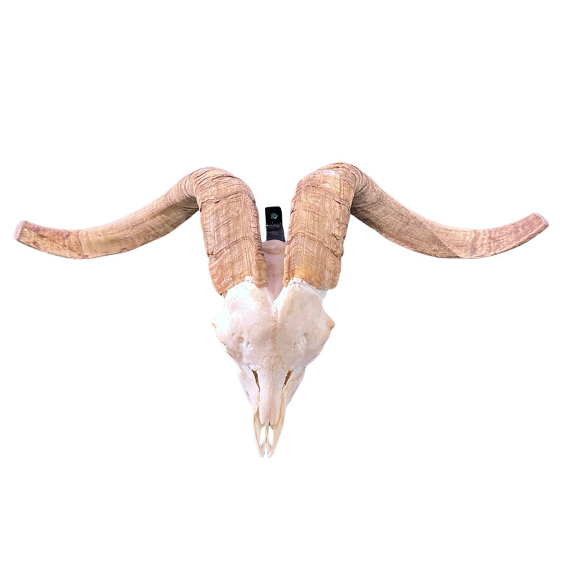 Kharlie Real Angora Ram Skull