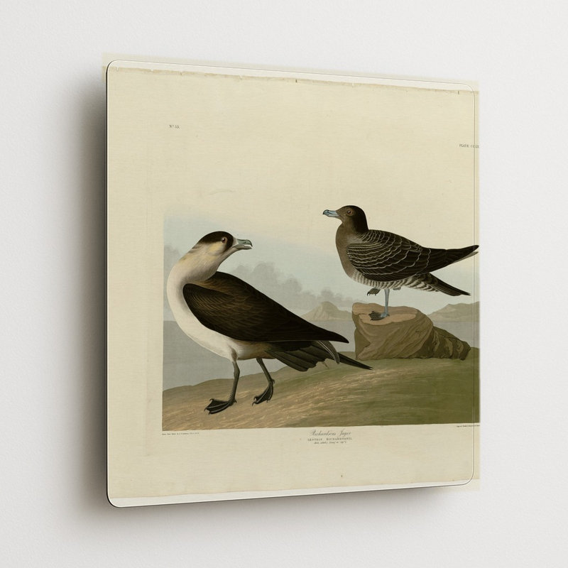 Richardson's Jager (Planche 272) — Décoration murale carrée en métal, H 16 po x l 16 po