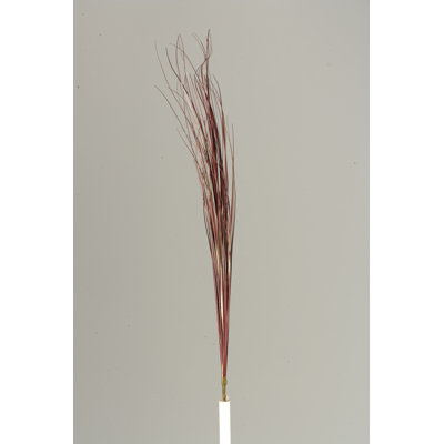Oignon agave