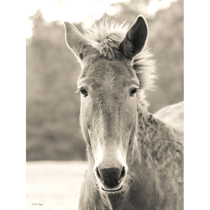 Mule sur toile par Jennifer Rigsby, H 12 po x l 8 po