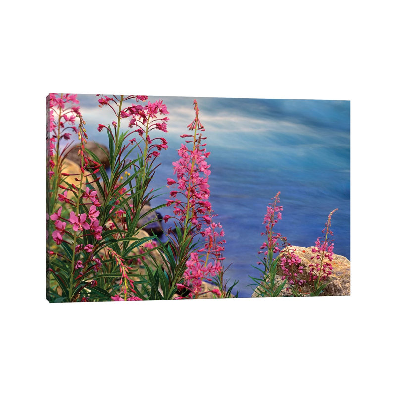 Fireweed Against Flowing Stream, North America by Tim Fitzharris - Wrapped Canvas Print, 101.6 cm H x 66.04 cm W x 1.91 cm D