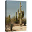 «Saguaro Cactus Brush Nature Wilderness Southwest Desert» sur toile-99543110