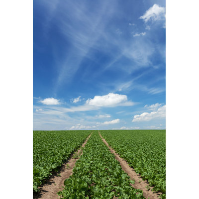" Field With Sugar Beets " by Skystorm