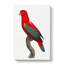 Chattering Lory by F. Levaillant - Wrapped Canvas-55371666