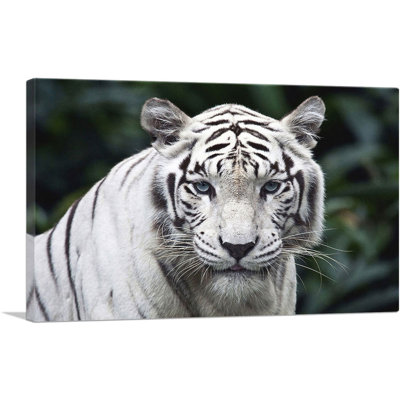" White Tiger Staring "