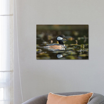 USA, WA. Male Hooded Merganser (Lophodytes Cucullatus) Among Lily Pads on Union Bay in Seattle. 1 Piece Wrapped Canvas Wall Art