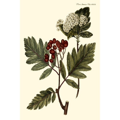 'The Hawthorne Tree' by Georg C. Oeder - Painting Print