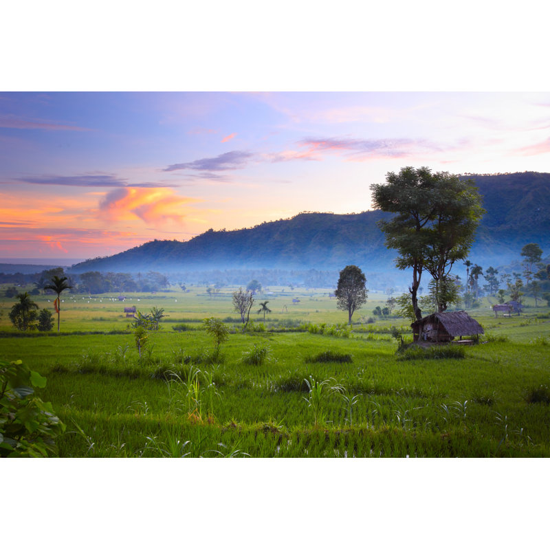 Rice - Wrapped Canvas Print, 30cm H x 46cm W x 3.8cm D