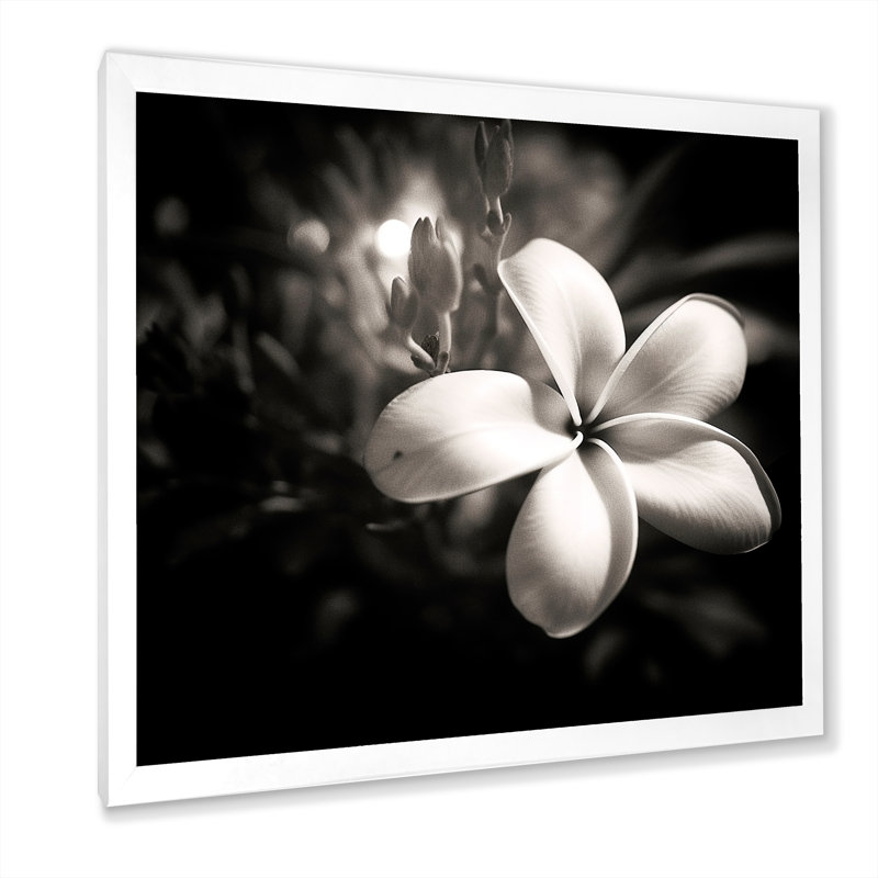 Spectrum Wild Moonlight Plumeria Beauty sur toile, Cadre simple blanc, H 24 po x l 24 po x P 1 po