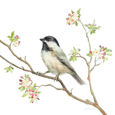 Mésange à tête noire V2 sur fond blanc