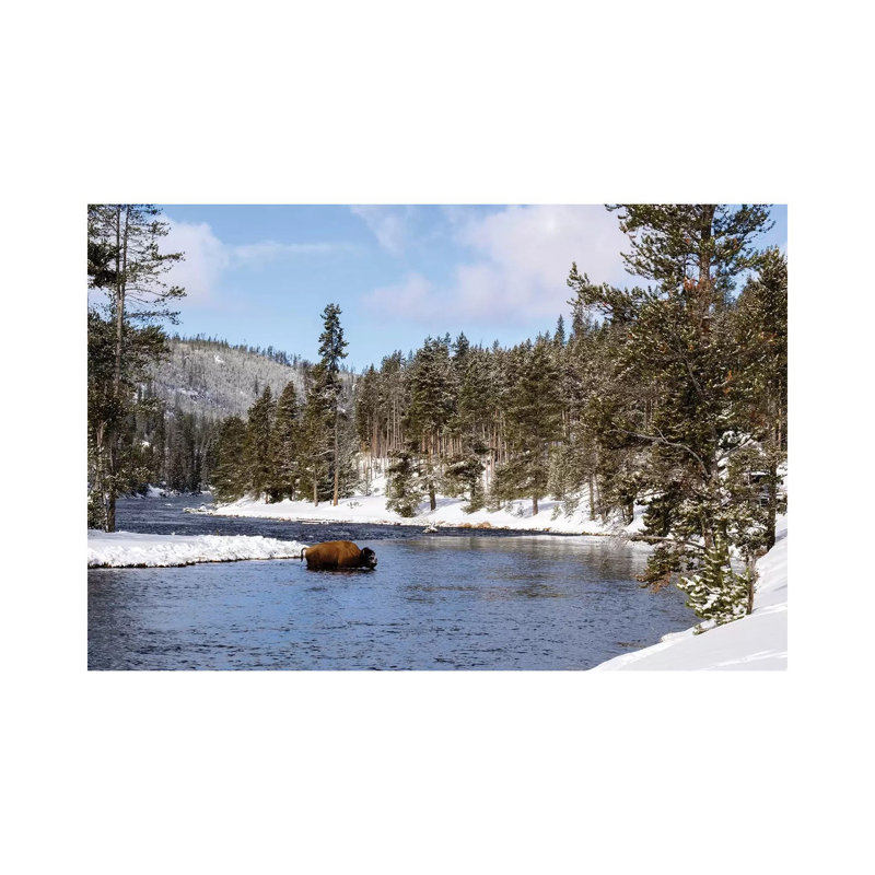 Yellowstone National Park, Bison Crossing River in Winter 1 Piece Wrapped Canvas Wall Art