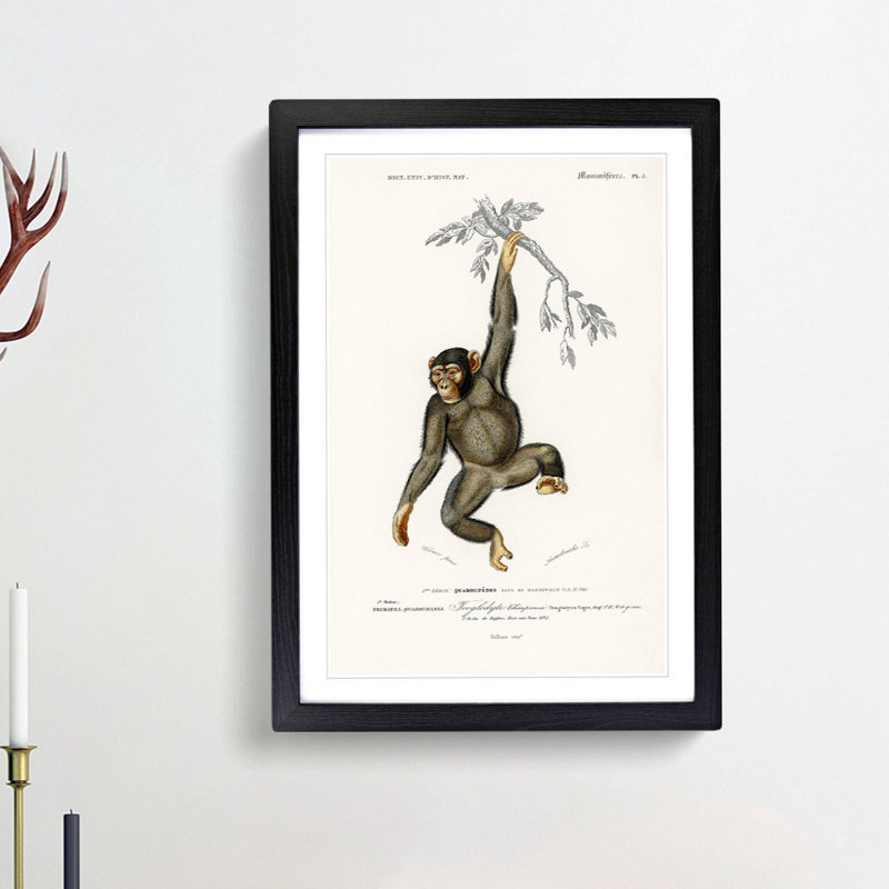 Chimpanzee by Charles D'Orbigny - Picture Frame Painting Print on MDF, 65cm H x 48cm W x 2cm D, Black Framed