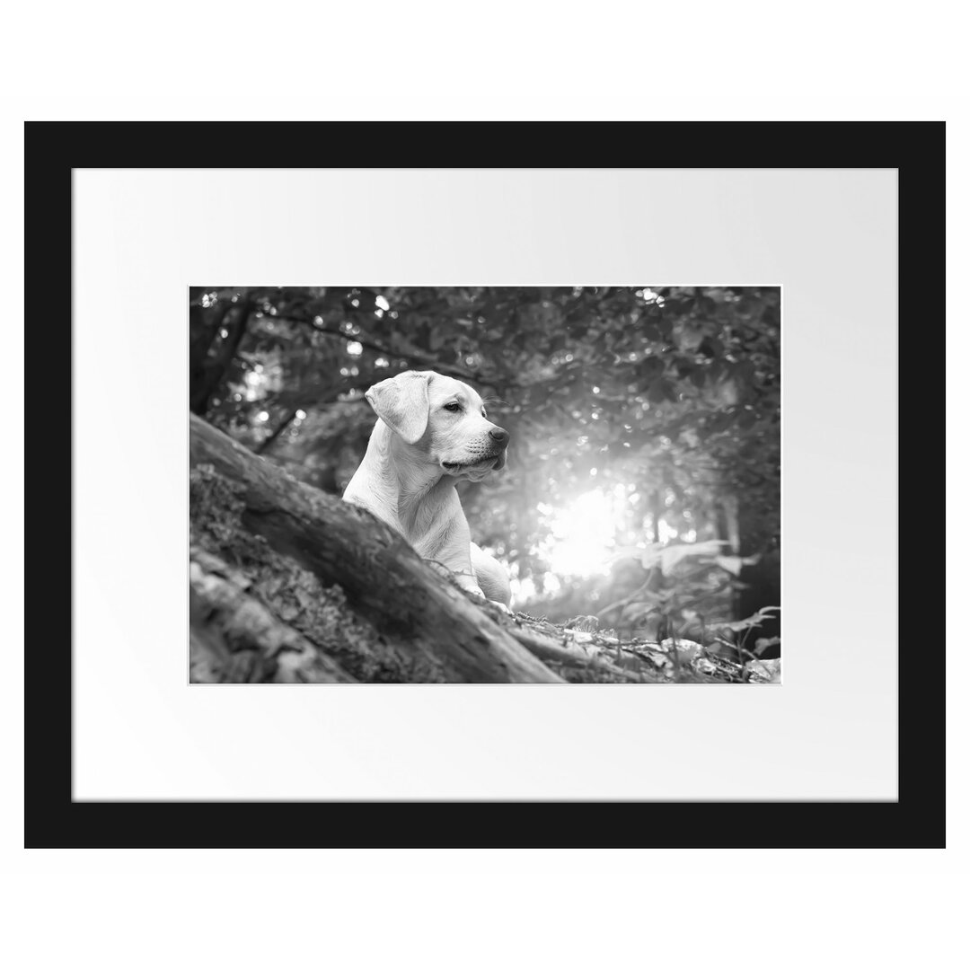 Gerahmtes Poster Labrador Welpe im Wald