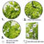 Décoration murale American Basswoods Breeze II - Arbre américain-97170479-97170469