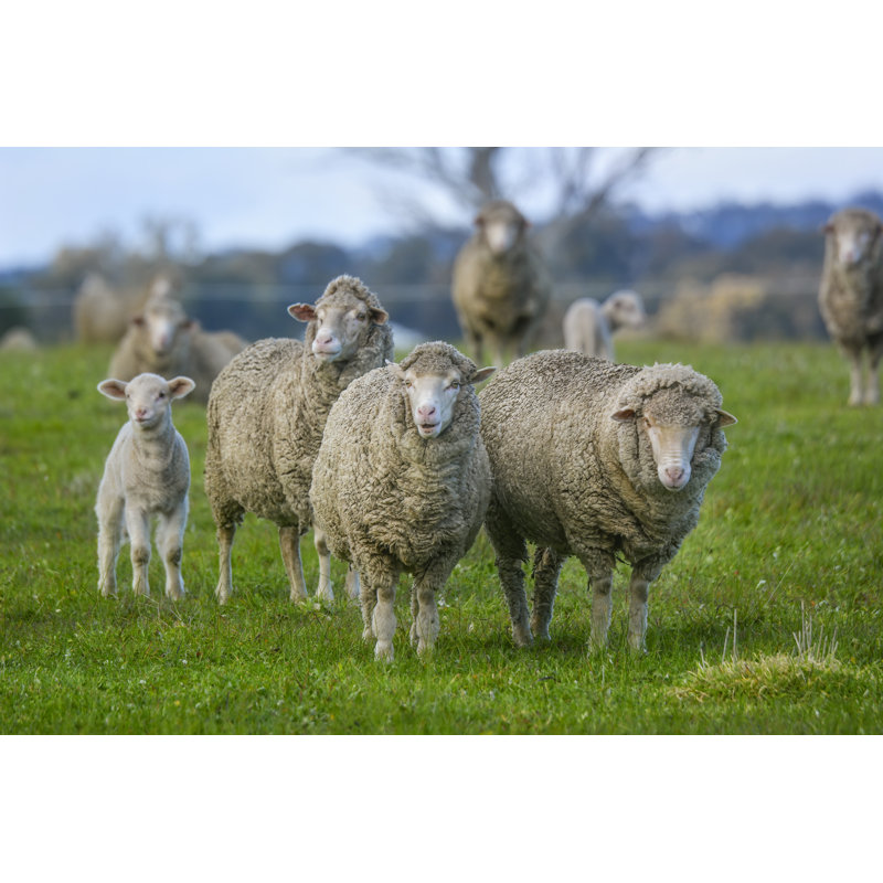 «Sheep Out in The Paddock» par Tracielouise, H 24 po x l 36 po