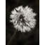 Water Drops On Dandelion Flower Print by Scott Norris-503701626