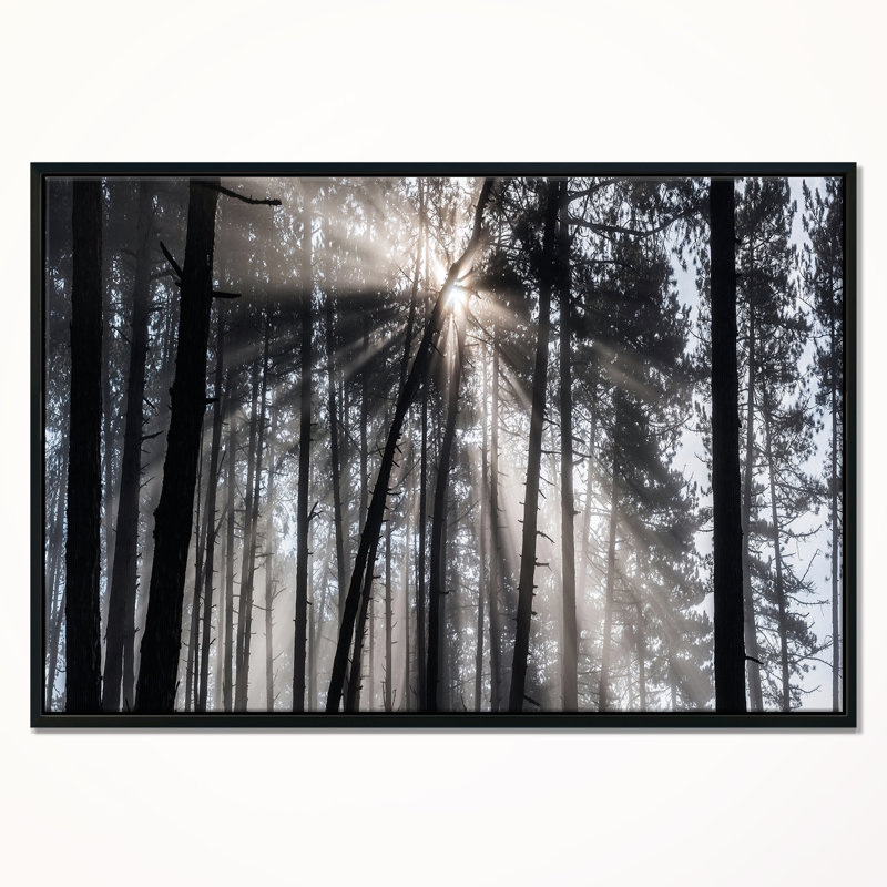 «Sunbeam Through Black White Forest», photographie, H 16 po x l 32 po x P 1 po, Toile avec cadre flottant