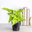 Live Golden Pothos Plant-49662251