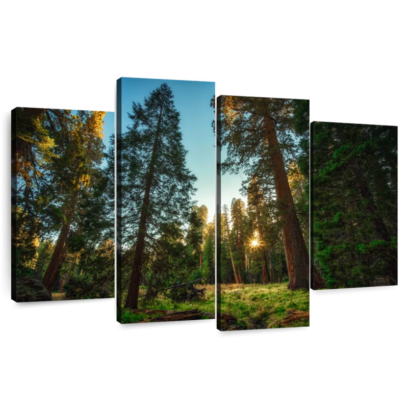 Alvord Sequoia Forest Scenery