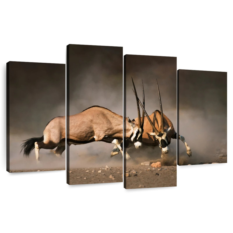 Duel Gemsboks, H 27 po x l 43 po