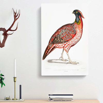 Chinese Horned Pheasant Illustration by John Edward Gray - Wrapped Canvas