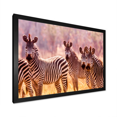 " African Zebra Family Portrait "