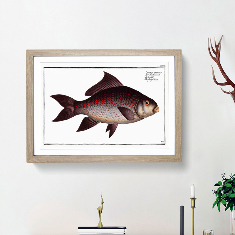 Fringed Carp Fish by M.E. Bloch - Picture Frame Painting Print, 48cm H x 65cm W x 2cm D, Oak Framed