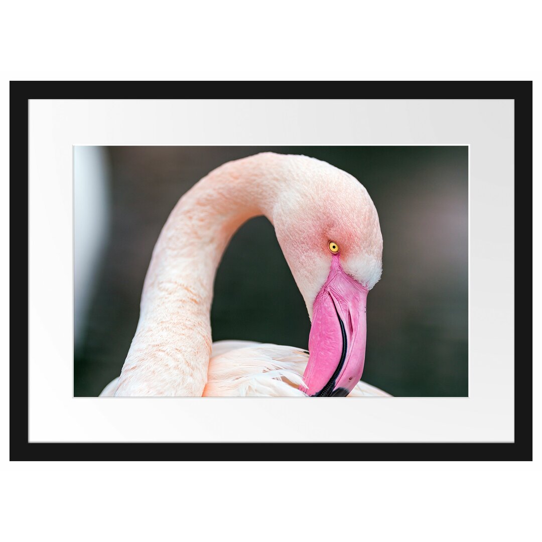 Gerahmtes Poster Flamingo beim Putzen