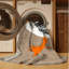  Tapis lavable Caspian Tern Birds-1493004697