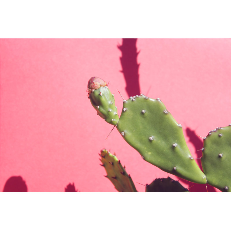 Miniature Prickly Pear Cactus by RiaanCoetzee - Wrapped Canvas Print, 30.48cm x 45.72cm